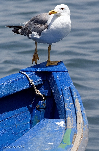 Gabbiano a Sant_Antioco - (IMG_9888_1).jpg